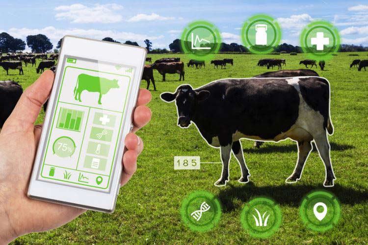 livestock monitoring with iot wearables 3